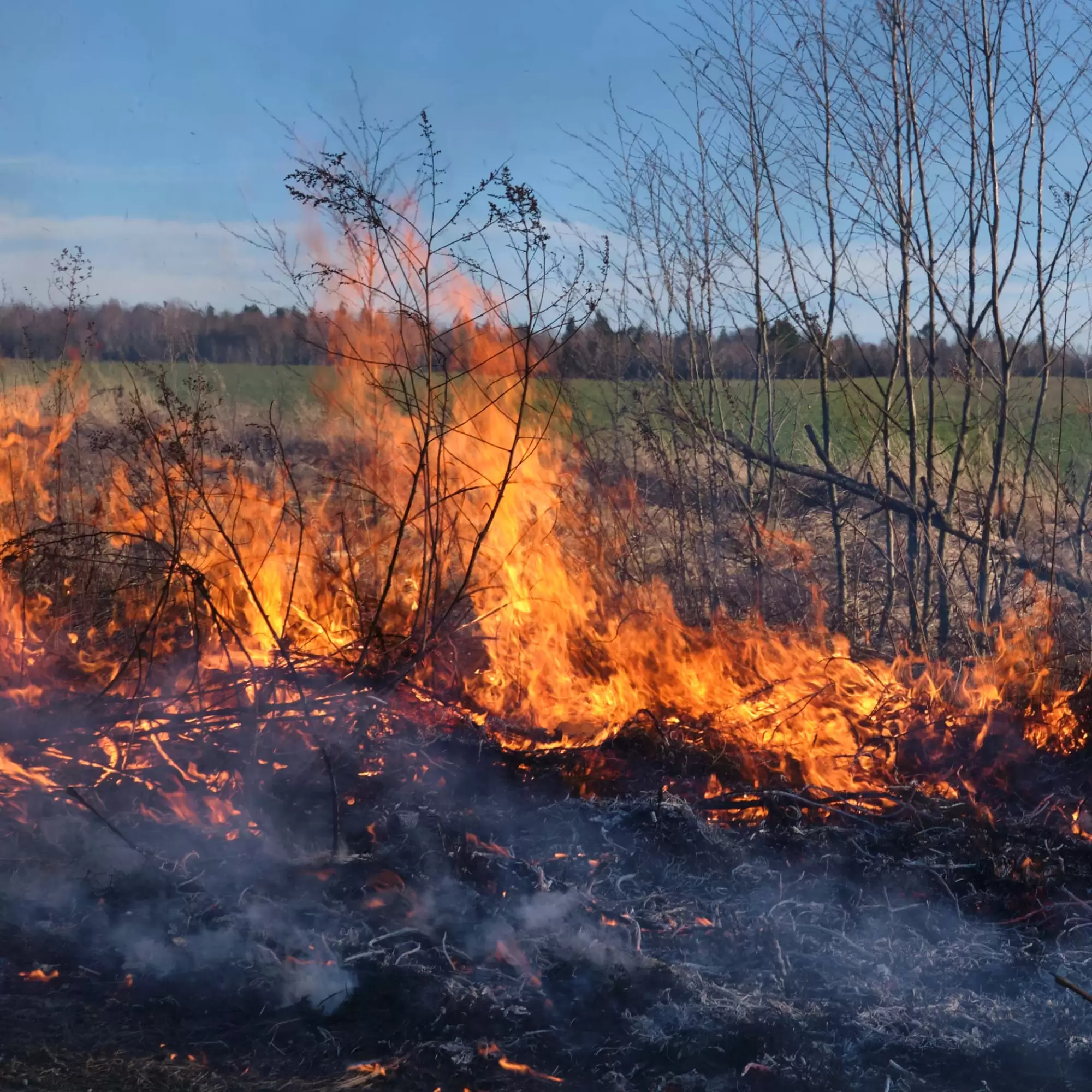 The Story of Sydney Bushfire Sprinklers